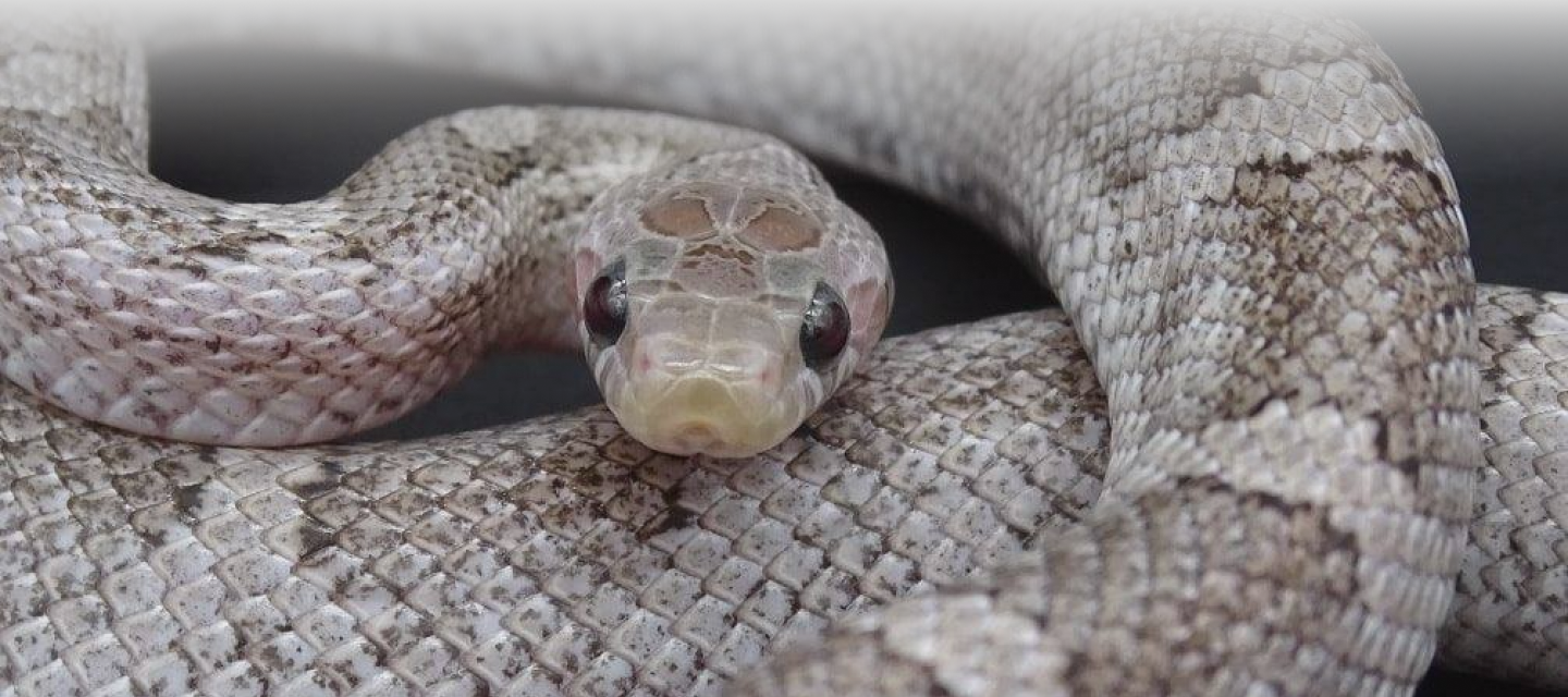 Main Snake Image