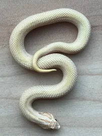 SuperConda ToffeeBelly (1.0)