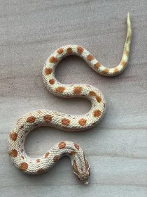 Conda Albino (2.1)