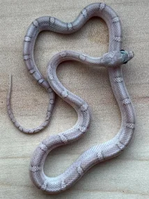 Hypo Pewter (1.0)