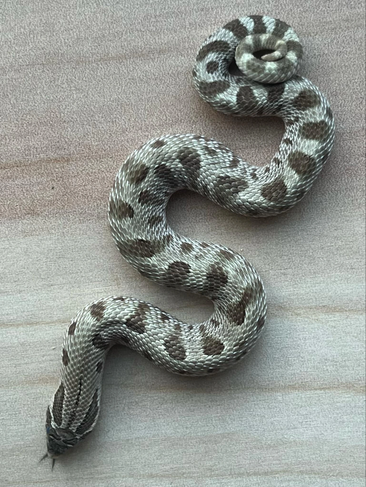 Main Snake Image