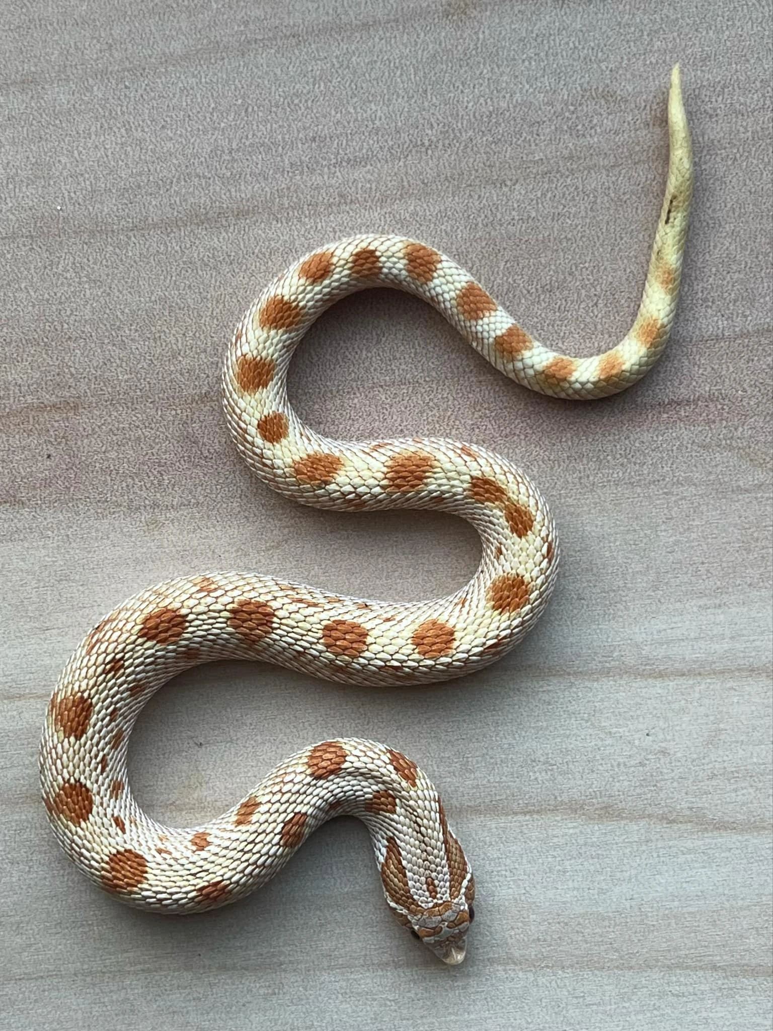 Main Snake Image