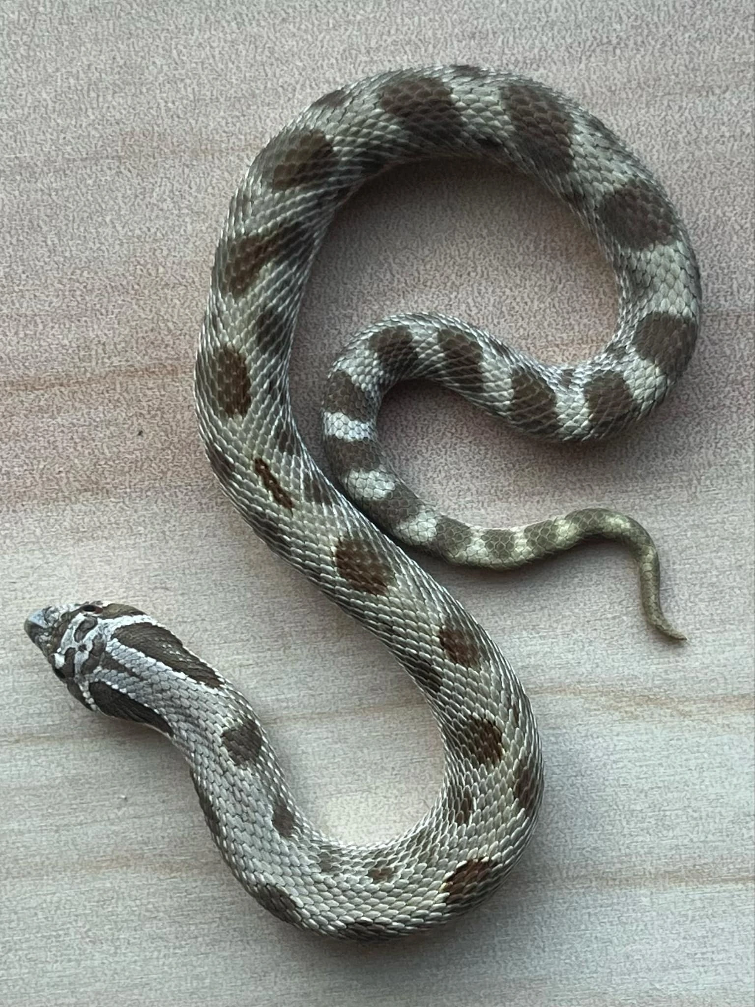 Main Snake Image