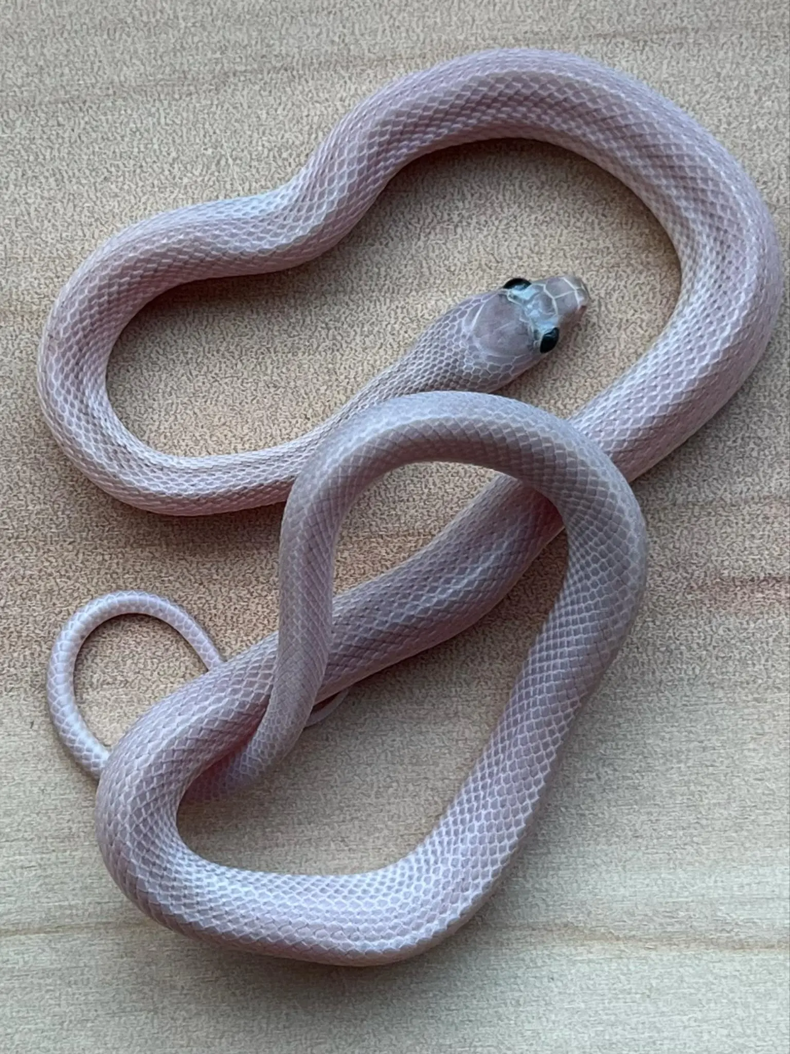 Main Snake Image