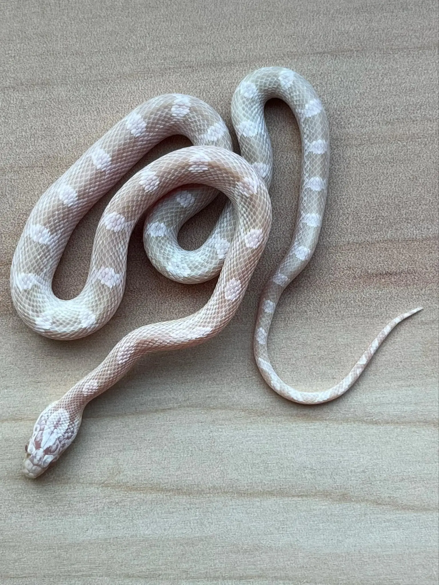Main Snake Image